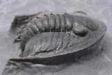 Scarce, Spiny Proetid Trilobite (Phaetonellus) - Morocco #199005-2